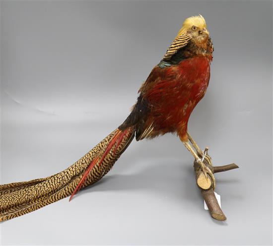 A taxidermy golden pheasant on a branch 35cm high